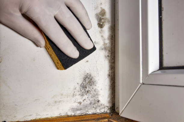 Best HVAC Mold Inspection and Cleaning  in Fulton, IL